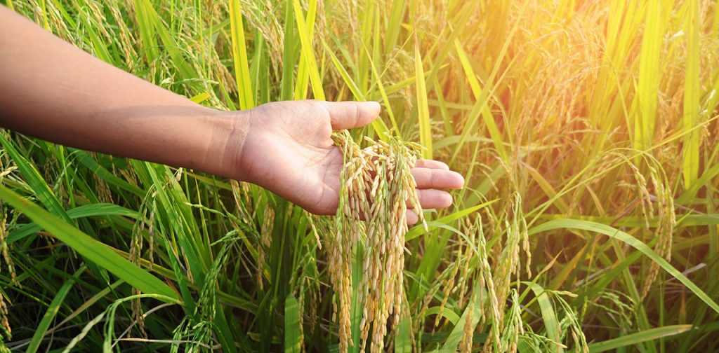 SiliMax® Limits Arsenic Uptake in Rice Huma Gro®