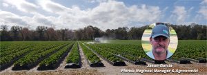 Florida Strawberries